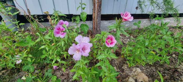 Фотография покупателя товара Семена цветов Годеция Выставка азалий, О, 0,3г - Фото 7