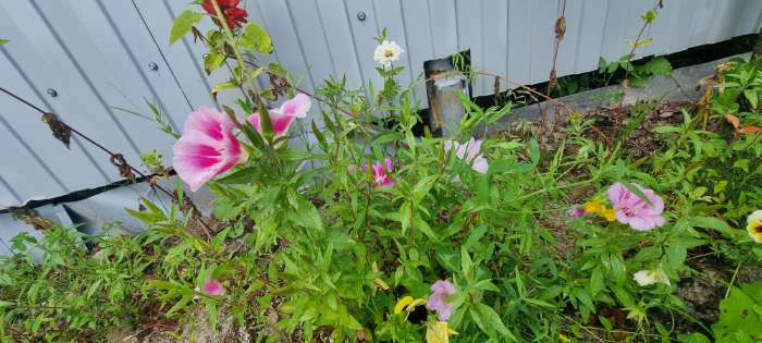 Фотография покупателя товара Семена цветов Годеция Выставка азалий, О, 0,3г - Фото 8