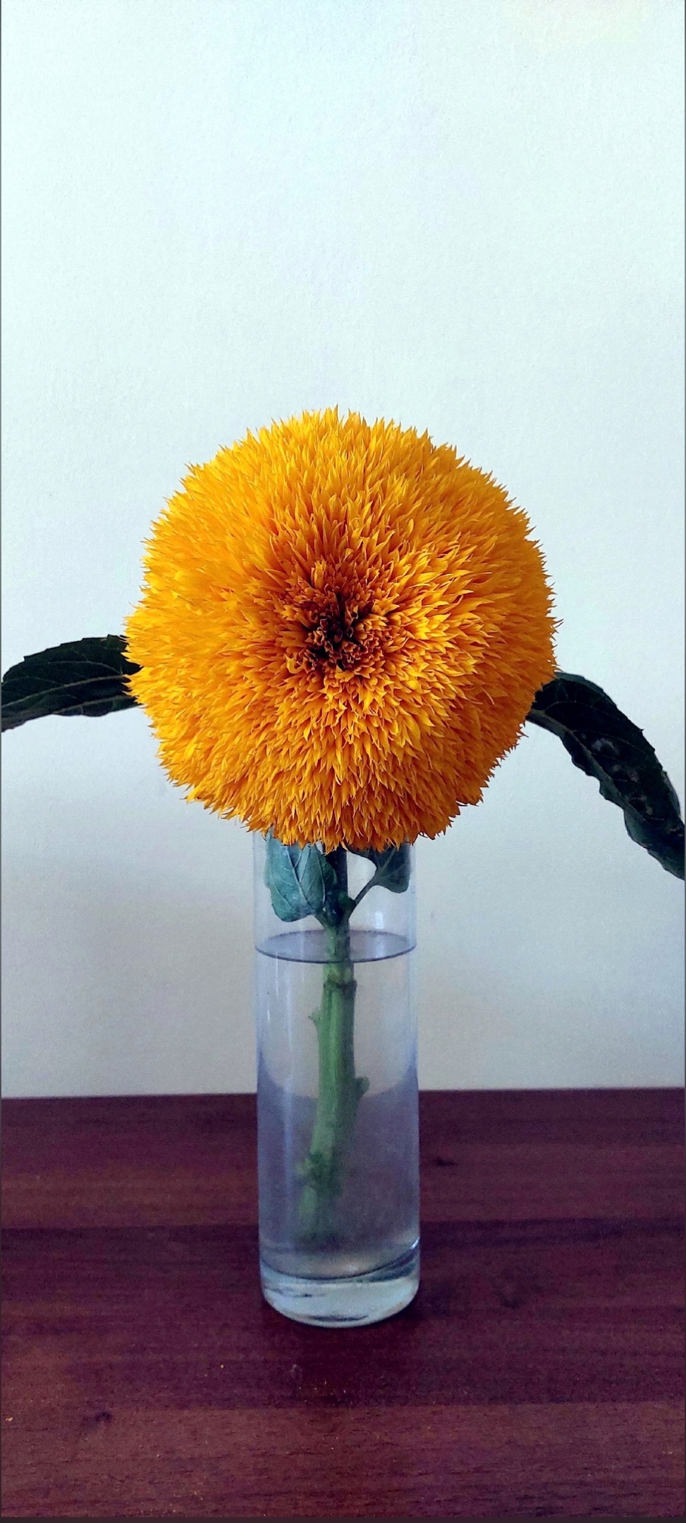 Фотография покупателя товара Семена цветов подсолнечник однолетний декоративный "Дабл Делайт" F1, 10 шт.
