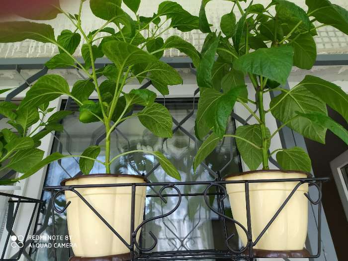 Фотография покупателя товара Подставка для цветов балконная Доляна «Ренессанс» 45.5×20×12 см, чёрная - Фото 6