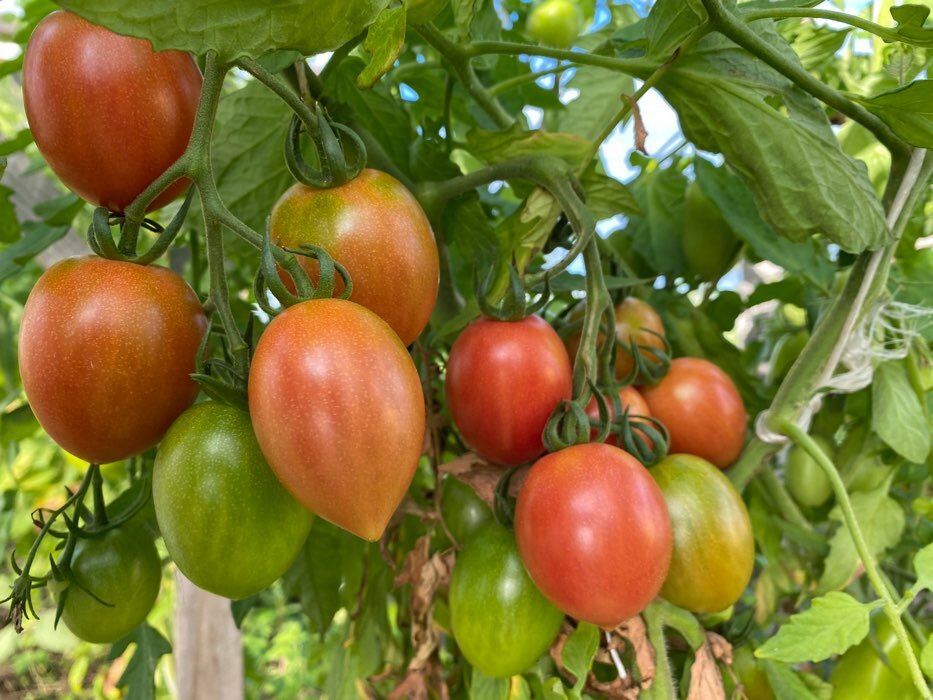 Отзывы на Семена томат \