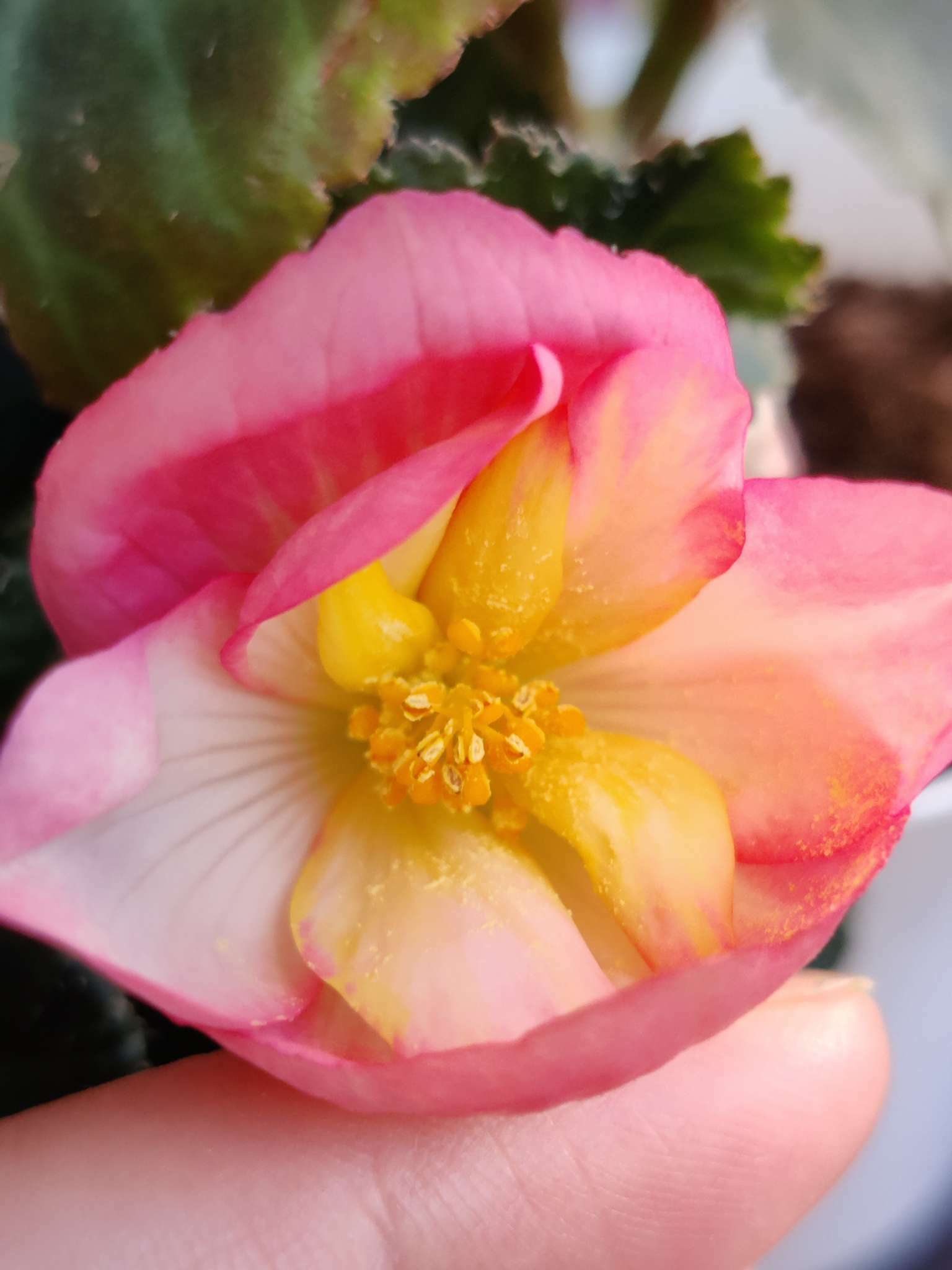 Фотография покупателя товара Семена комнатных цветов Бегония "Розово-белая", 5 шт. - Фото 3