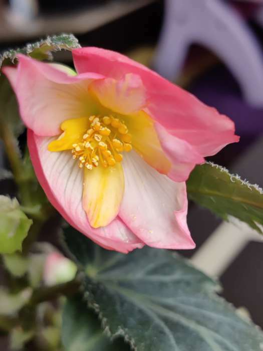 Фотография покупателя товара Семена комнатных цветов Бегония "Розово-белая", 5 шт. - Фото 2