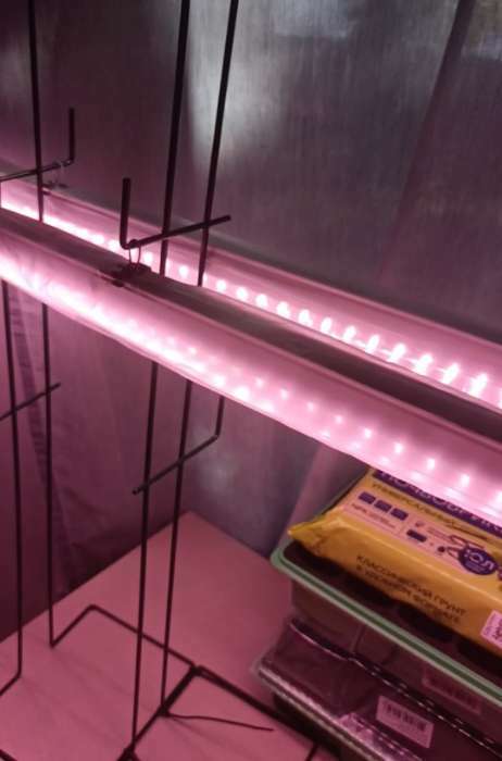 Фотография покупателя товара Фитосветильник для растений Uniel, светодиодный, 35 Вт, 1150 мм, IP40, 220 В, с выключателем, полноспектральный - Фото 10