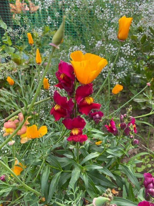 Фотография покупателя товара Семена цветов Эшшольция смесь "Калифорнийская",0,2 гр - Фото 1
