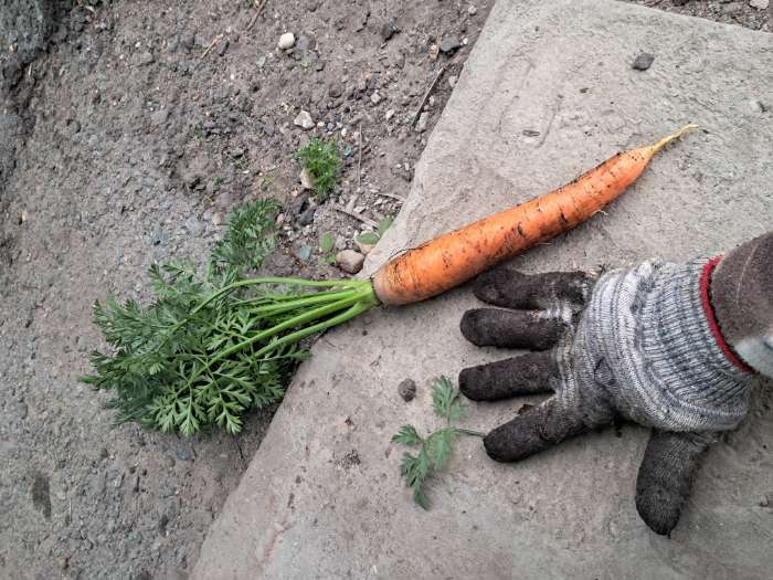 Фотография покупателя товара Семена Морковь  "Красный великан", 300 шт.