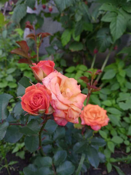 Фотография покупателя товара Саженец розы Келли ,  Весна 2024, 1 шт. - Фото 3