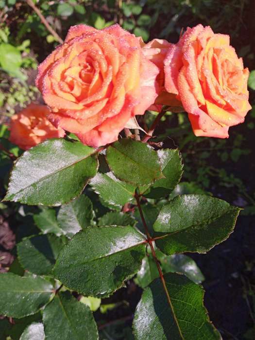 Фотография покупателя товара Саженец розы Келли ,  Весна 2024, 1 шт. - Фото 1