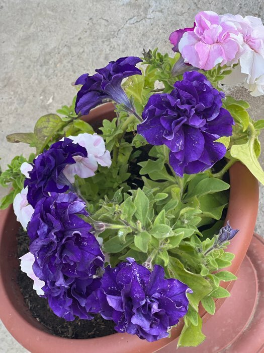 Фотография покупателя товара Семена цветов Петуния махровая крупноцветковая Бархатный сезон F1, смесь, О, 10шт - Фото 7