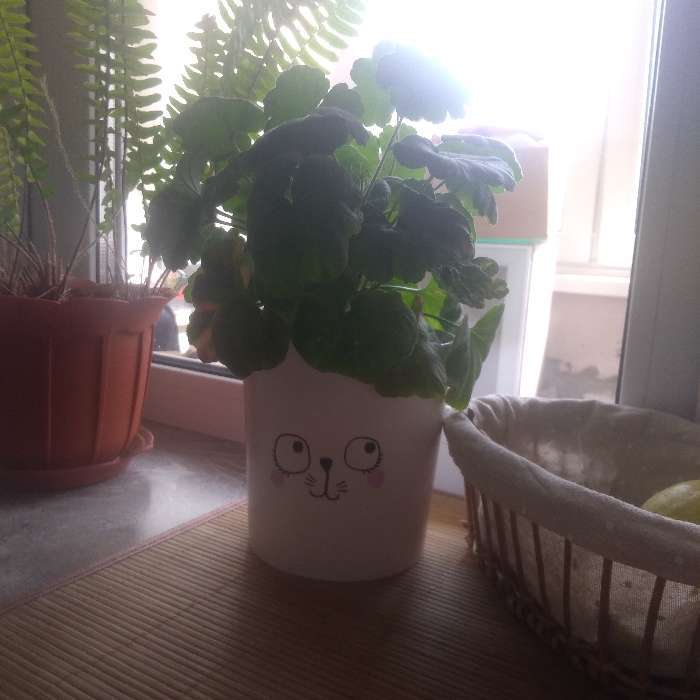 Фотография покупателя товара Кашпо для цветов «Мордочка», 1.6 л, d=14 см, h=14 см, пластиковое - Фото 2