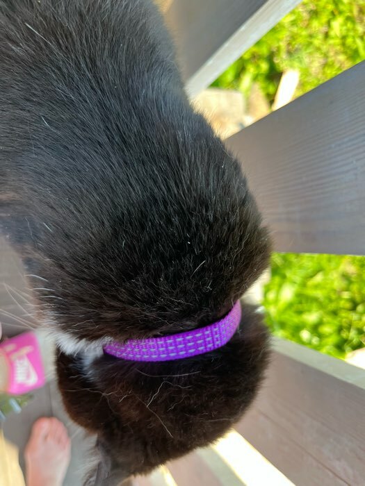 Фотография покупателя товара Ошейник кошачий светоотражающий, 19-32 х 1 см, фиолетовый - Фото 1
