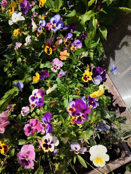 Фотография покупателя товара Семена цветов Виола "Шведские гиганты", серия "Кольчуга", Дв, 0,1 г - Фото 6