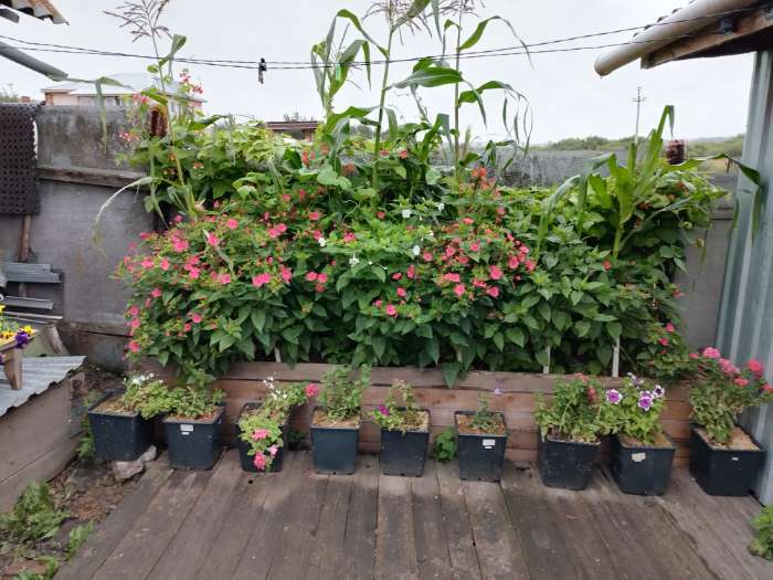 Фотография покупателя товара Семена цветов Мирабилис "Ночная Красавица", Сем. Алт, ц/п, 0,3 г - Фото 2