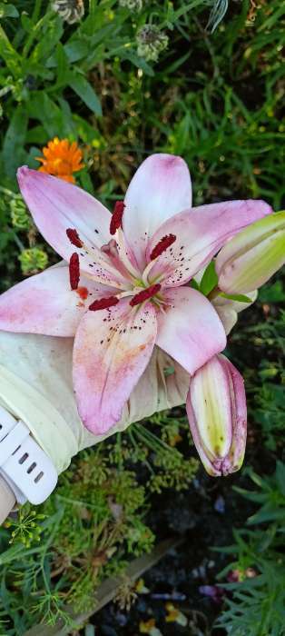 Фотография покупателя товара Лилия Тигровая «Свит Суренде», луковица в пакете с перфорацией, р-р 12/14, 3 шт. - Фото 368