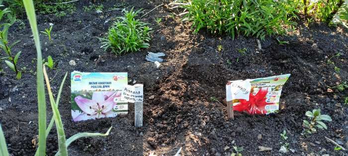 Фотография покупателя товара Лилия Тигровая «Свит Суренде», луковица в пакете с перфорацией, р-р 12/14, 3 шт. - Фото 367