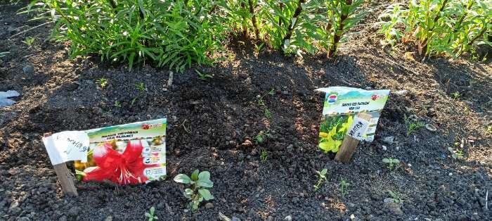 Фотография покупателя товара Лилия Тигровая «Свит Суренде», луковица в пакете с перфорацией, р-р 12/14, 3 шт. - Фото 365