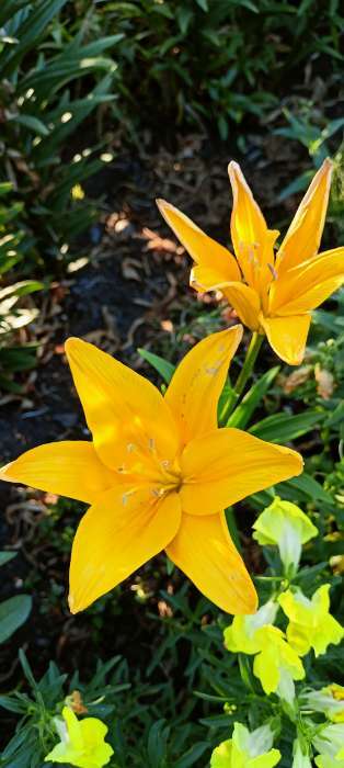 Фотография покупателя товара Лилия Тигровая «Свит Суренде», луковица в пакете с перфорацией, р-р 12/14, 3 шт. - Фото 366