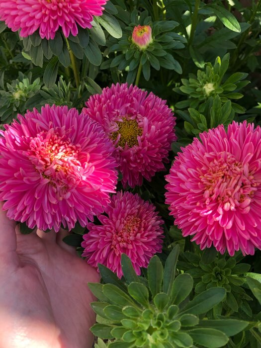 Фотография покупателя товара Семена цветов Астра густомахровая "Баллон розовый", однолетняя, 0,05 г - Фото 5