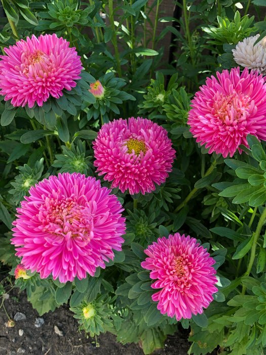 Фотография покупателя товара Семена цветов Астра густомахровая "Баллон розовый", однолетняя, 0,05 г - Фото 4