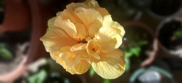Фотография покупателя товара Удобрение органоминеральное для роз, 1 кг - Фото 5