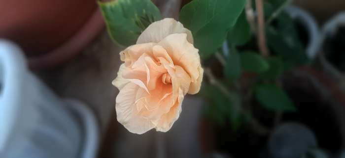 Фотография покупателя товара Удобрение органоминеральное для роз, 1 кг - Фото 1