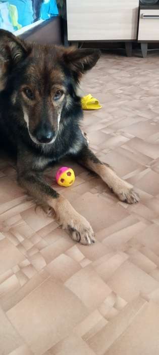 Фотография покупателя товара Игрушка резиновая "Футбольный мяч" с бубенчиком, 6 см, жёлтая/розовая - Фото 1
