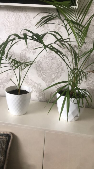 Фотография покупателя товара Горшок для растений с прикорневым поливом «Румба», 1.5 л, пластик, цвет серый шёлк - Фото 17