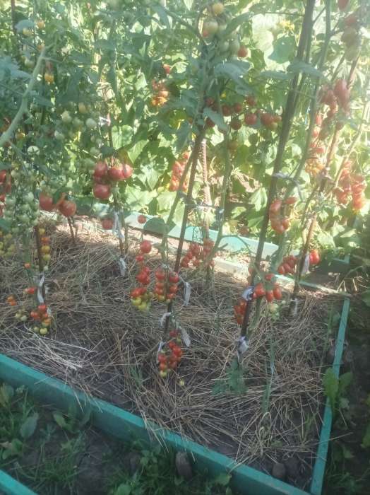 Фотография покупателя товара Семена Томат черри "Вишня красная", скороспелый, индетерминантный, 0,05 г  серия ХИТ х3 - Фото 4