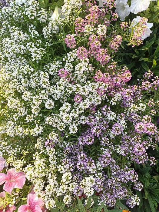 Фотография покупателя товара Семена цветов Алиссум "Магические цвета", смесь окрасок, О, 0,03 г - Фото 1