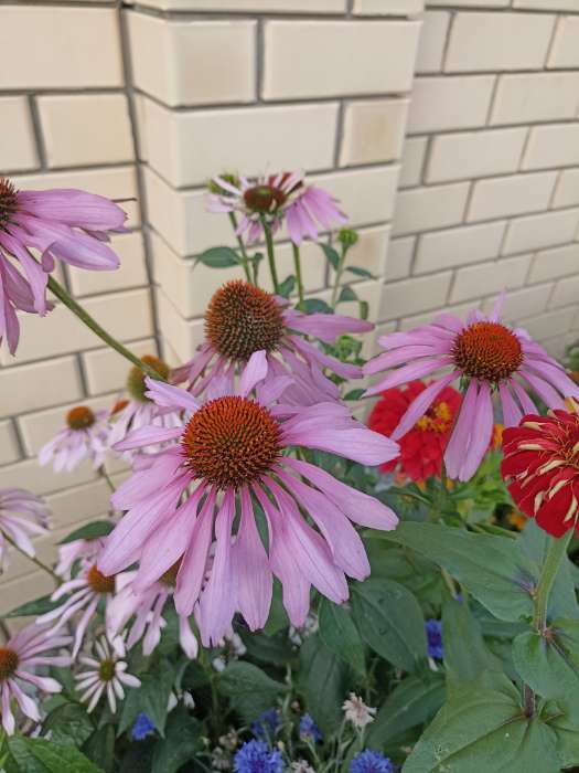 Фотография покупателя товара Семена цветов Эхинацея "Пурпурно красная", 20 шт. - Фото 6