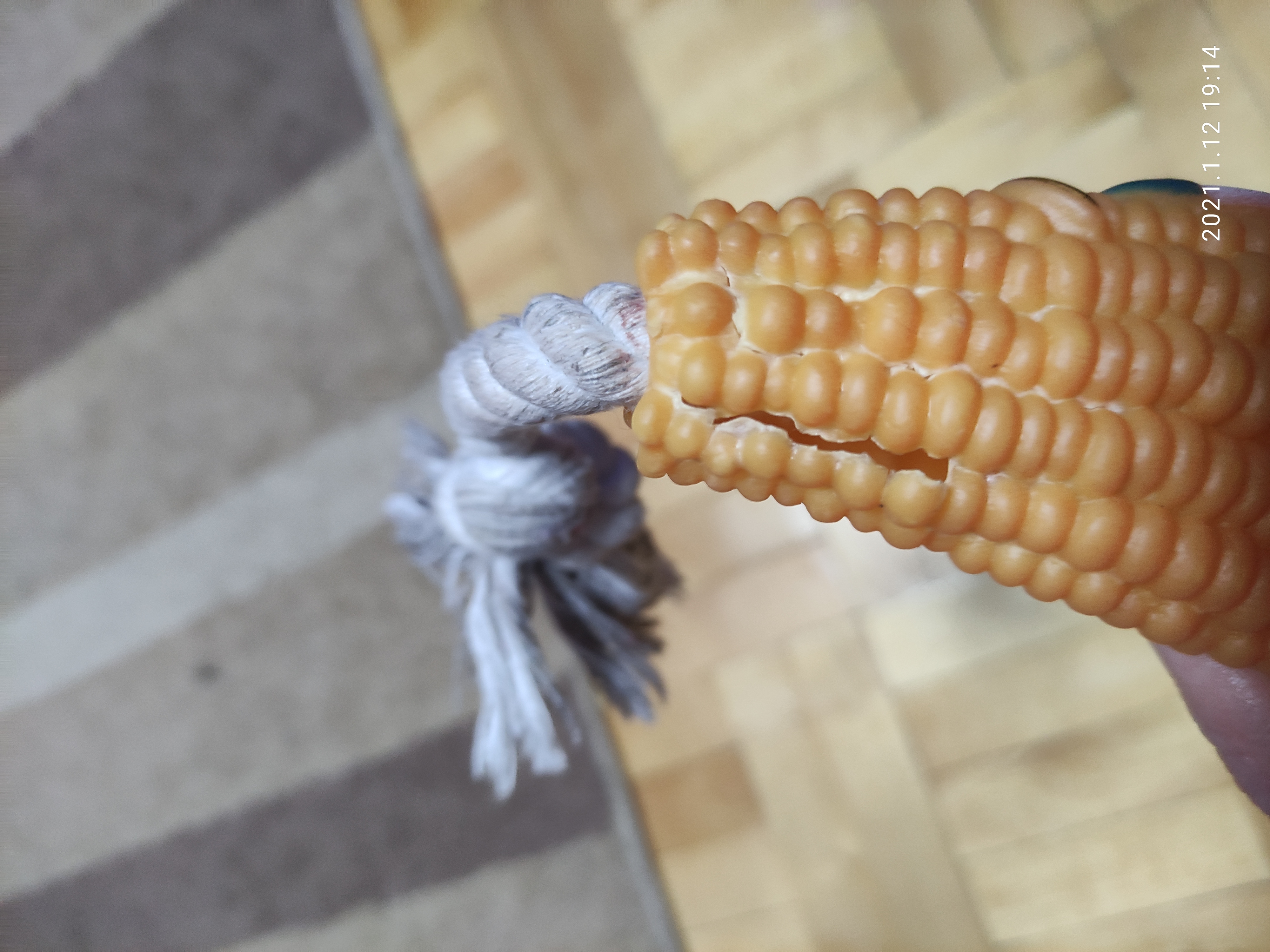 Фотография покупателя товара Игрушка на канате "Кукуруза" для собак, 30 см (кукуруза 14 см)