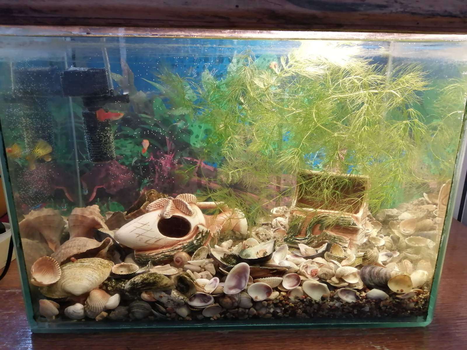 Фотография покупателя товара Декорация для аквариума "Сундук", 7 х 9 х 10 см, микс