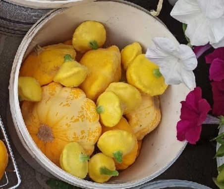 Фотография покупателя товара Семена Патиссон Копейка, 7 шт - Фото 3