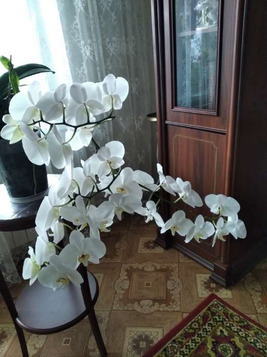 Фотография покупателя товара Субстрат Бона Форте для орхидей, 1 л - Фото 1