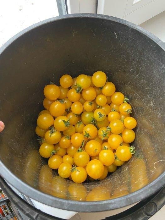 Фотография покупателя товара Семена Томат "Синичка", очень ранний, детерминантный,низкорослый, 0,05 г - Фото 21