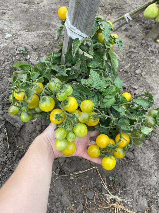 Фотография покупателя товара Семена Томат "Синичка", очень ранний, детерминантный,низкорослый, 0,05 г - Фото 20
