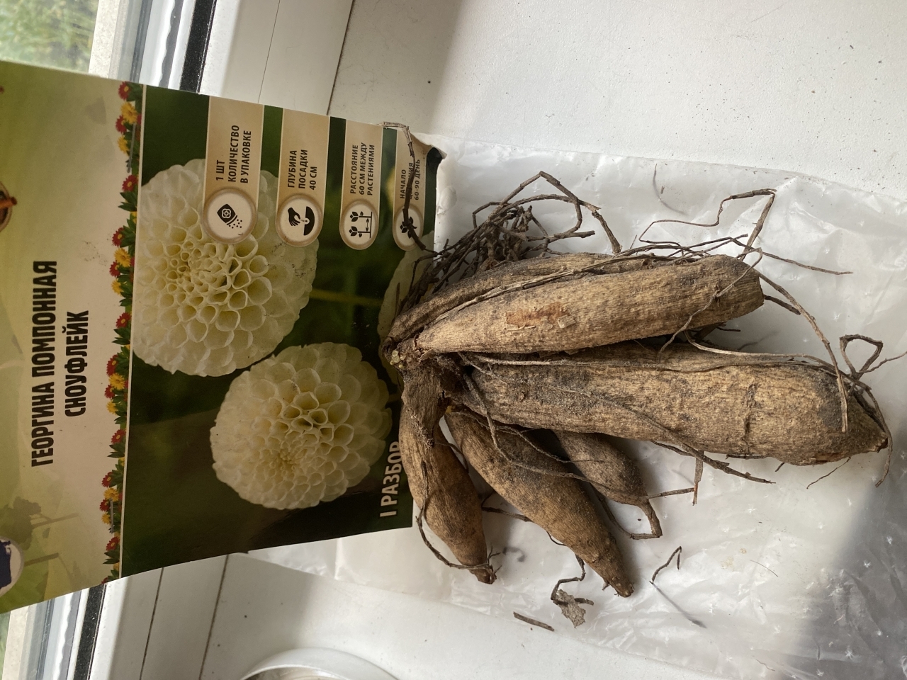 Фотография покупателя товара Георгина Декоративная «Крейзи Лав», клубелуковица в упаковке, р-р I, 1 шт. - Фото 115