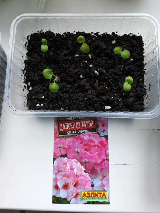 Фотография покупателя товара Семена цветов Пеларгония "Дансер Тауэр", смесь окрасок, F2, 5 шт. - Фото 7