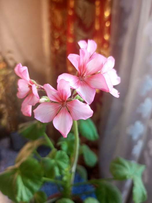 Фотография покупателя товара Семена цветов Пеларгония "Дансер Тауэр", смесь окрасок, F2, 5 шт. - Фото 6