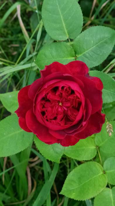 Фотография покупателя товара Саженец розы Блек Баккара, 1шт, Весна 2022 - Фото 6