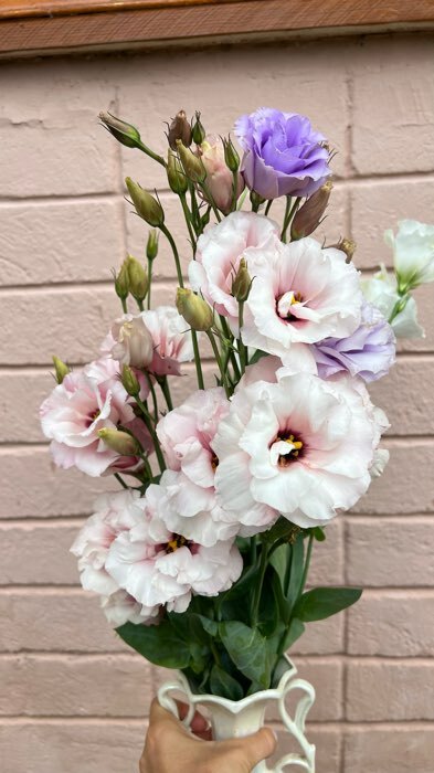 Фотография покупателя товара Семена цветов Эустома "Эхо Пинк", F1, О, драже, 5 шт - Фото 3