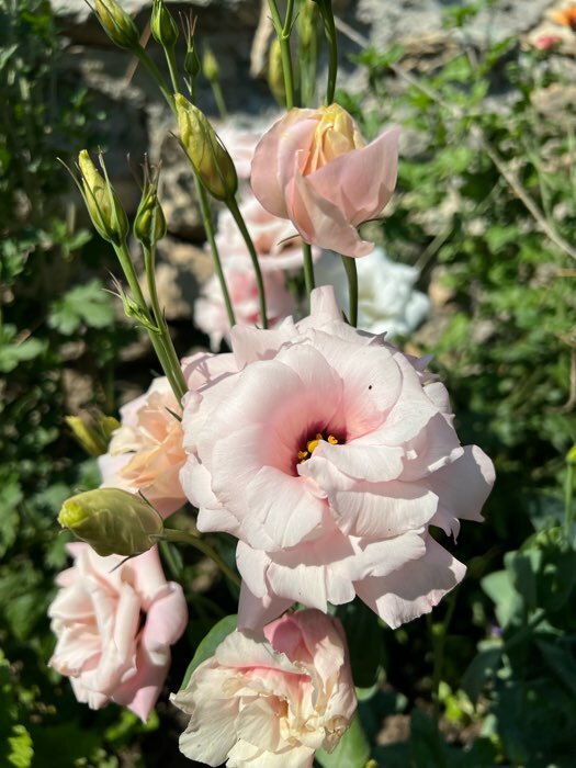 Фотография покупателя товара Семена цветов Эустома "Эхо Пинк", F1, О, драже, 5 шт - Фото 2