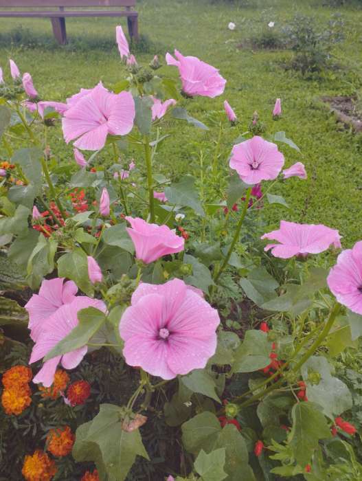 Фотография покупателя товара Семена цветов Смесь "Цветущий забор", 2 г - Фото 1