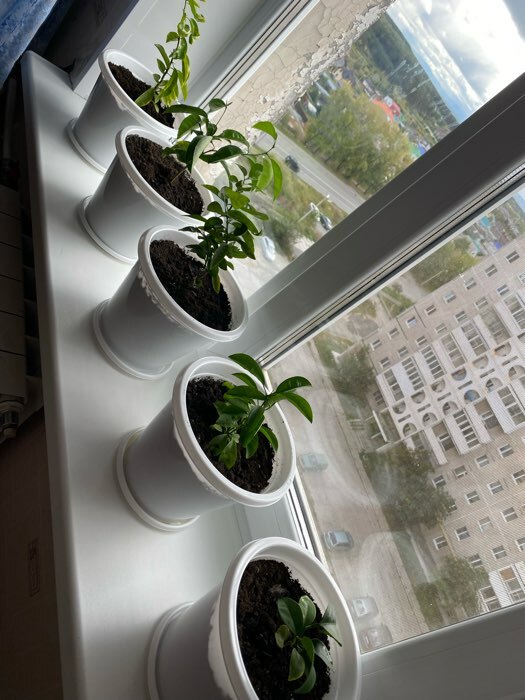 Фотография покупателя товара Горшок для цветов с поддоном «Альтернатива. Эконом», 2 л, пластиковый, белый - Фото 10