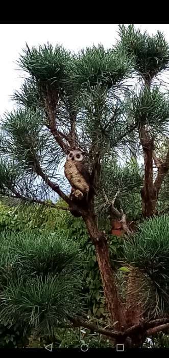 Фотография покупателя товара Подвесной декор «Филин»,11.5×11.5×24.5 см - Фото 4