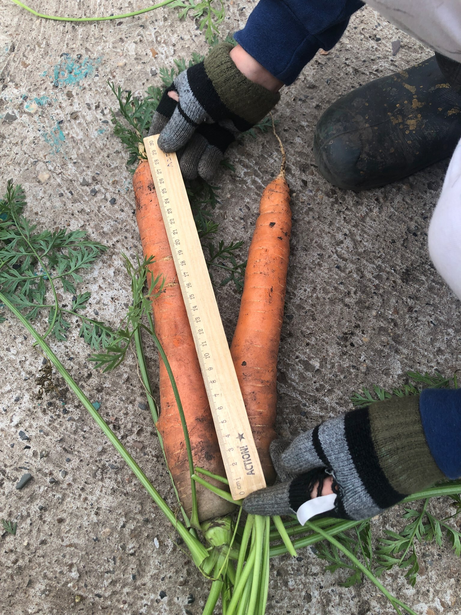 Фотография покупателя товара Семена Морковь  "Нантская 4"  Семена на ленте, 8 м - Фото 2