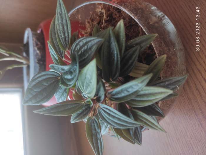 Фотография покупателя товара Ваза «Анабель», шаровая с косым резом, 1.5 л, 19×14.5 см, стекло, МИКС прозрачная - Фото 4