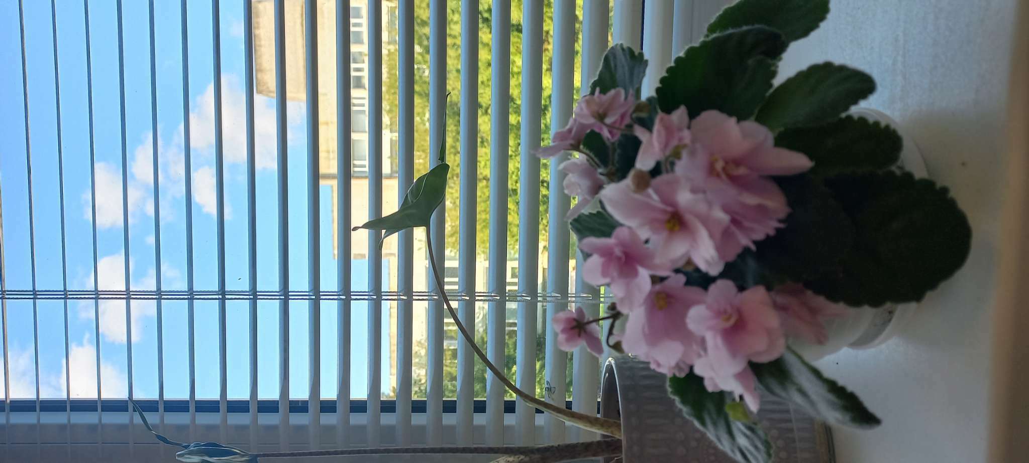 Фотография покупателя товара Горшок для цветов с поддоном «Алиса», 0,5 л, цвет белый