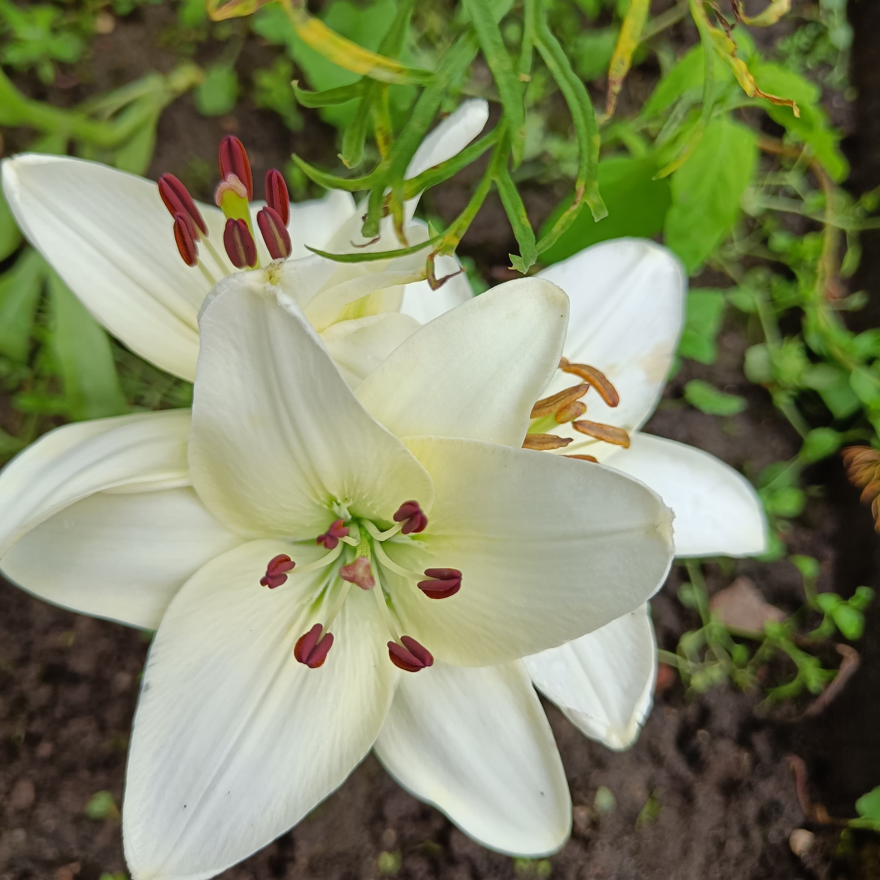 Фотография покупателя товара Лилия Тигровая «Свит Суренде», луковица в пакете с перфорацией, р-р 12/14, 3 шт. - Фото 362