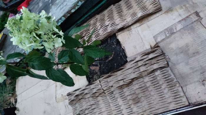Фотография покупателя товара Гортензия метельчатая Кэндллайт, С3 горшок, Н10-50 высота, 1 шт, Лето 2024 - Фото 18